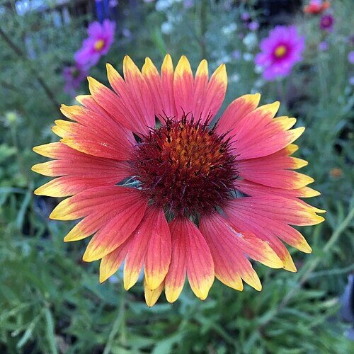 Blanketflower with red and gold petals surrounding a deep red center