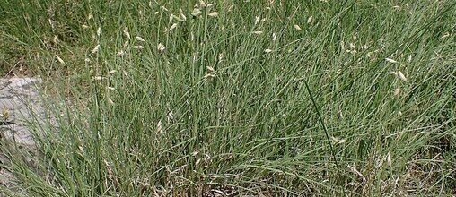 Blue grama grass showing the horizontal eyelash seedheads typical of the species