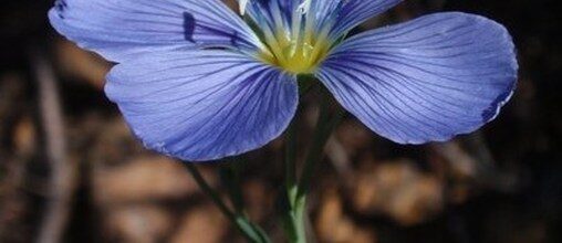 Close view of a blue flax flower showing its pale blue petals