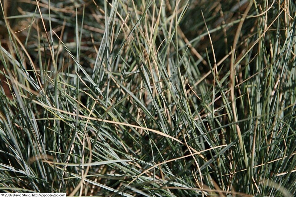Blue oat grass forming a dense mound of narrow blue-gray leaves