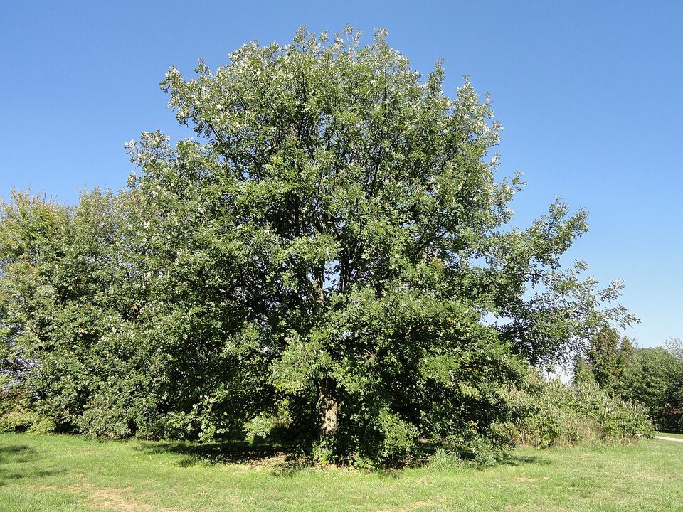 Mature bur oak showing a broad rounded canopy
