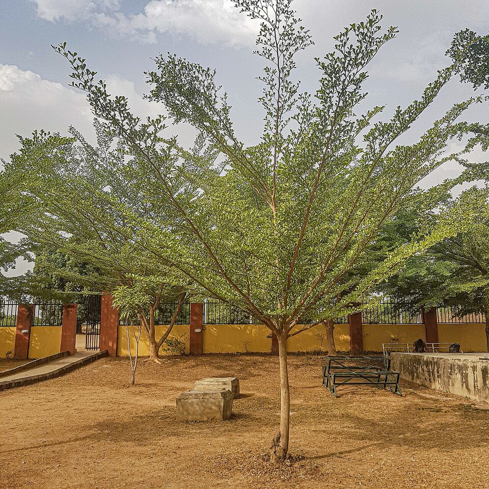 Common hackberry growing as a medium-sized shade tree