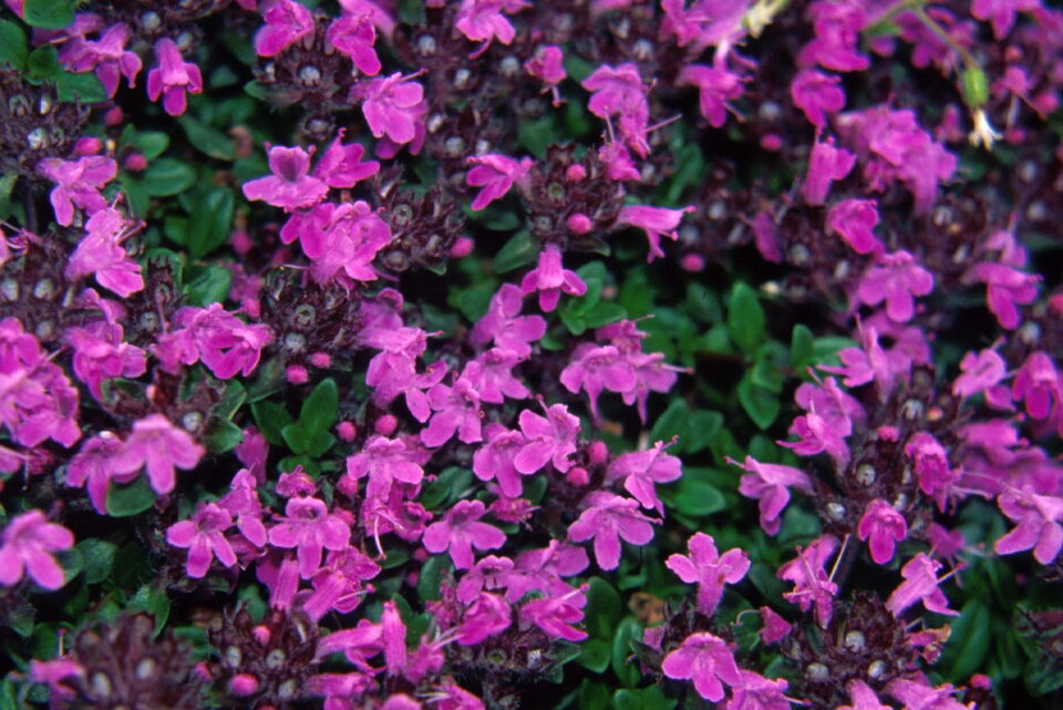 Creeping thyme forming a low carpet of foliage and purple flowers