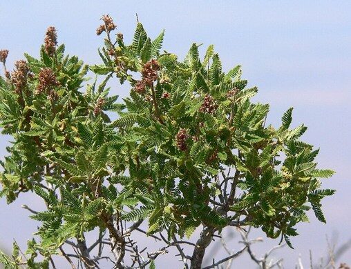 Fernbush foliage and flower clusters on a mature branch