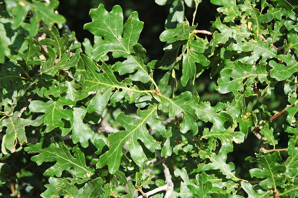 Close view of the deeply lobed leaves of Gambel oak