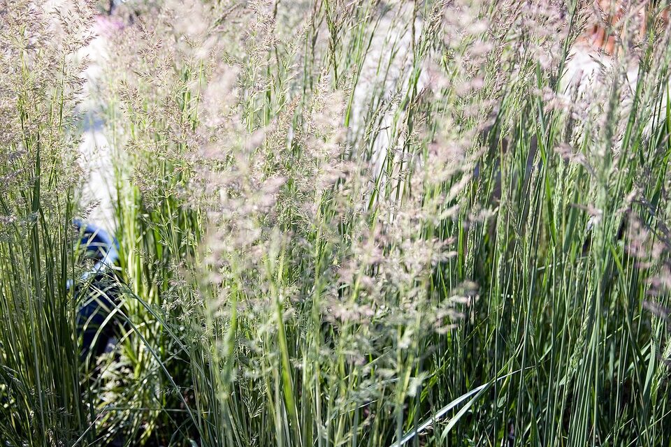 Karl Foerster feather reed grass with tall narrow flower plumes