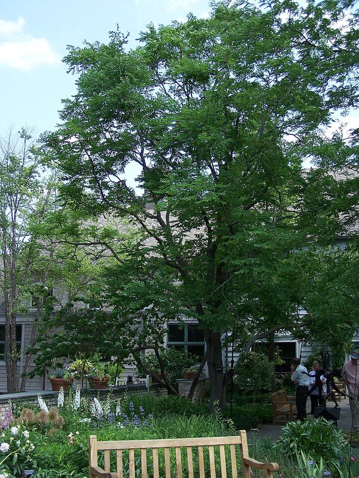 Full Kentucky coffeetree with an upright trunk and open compound-leaved canopy