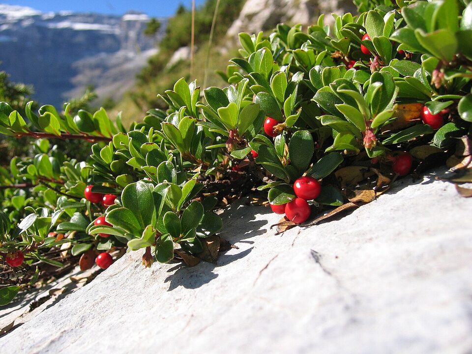 Kinnikinnick spreading over rock with evergreen leaves and red berries