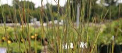 Little bluestem growing as upright fine-textured grass clumps