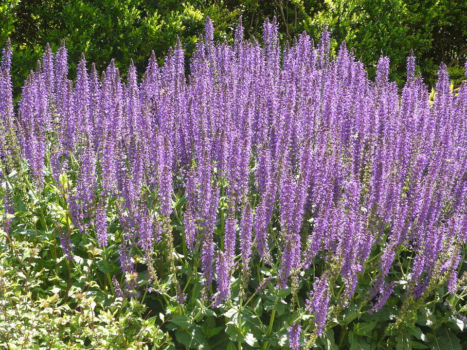 Mass of May Night salvia with upright violet flower spikes