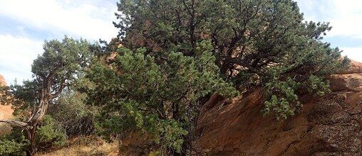 Mature pinyon pine growing naturally among red rock and dryland vegetation