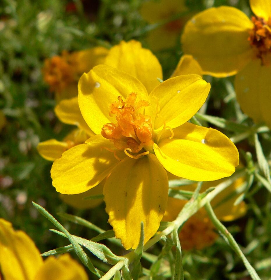 Close view of the small yellow flower of prairie zinnia