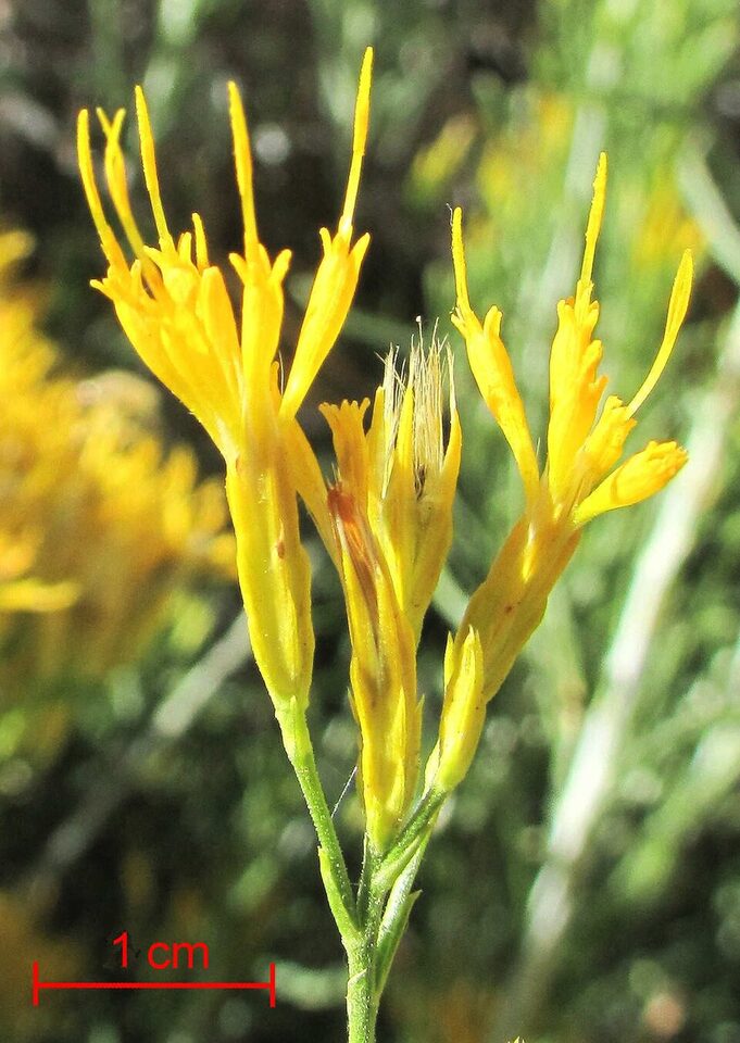 Close view of the small yellow flower clusters of rubber rabbitbrush