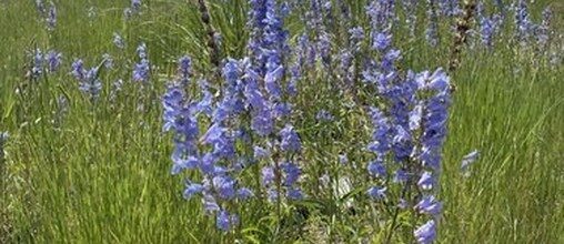 Rocky Mountain penstemon with violet-blue flower spikes in a sunny planting