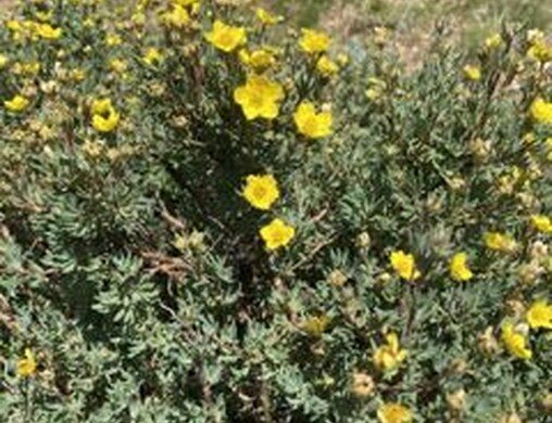 Shrubby cinquefoil with small yellow flowers and fine-textured foliage