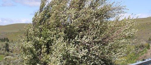 Western serviceberry growing as a large flowering multi-stem shrub